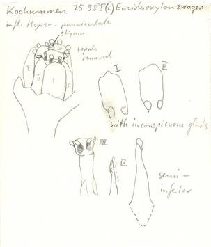 Vorschaubild Eusideroxylon zwageri Teijsm. & Binn.